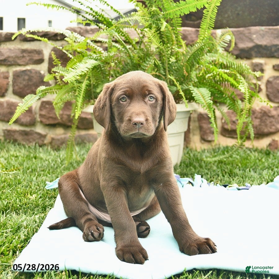 Labrador Retriever dogs Loki  - Ad 2