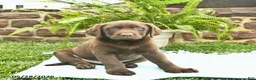 Labrador Retriever dogs for sale: Loki  - Ad 2