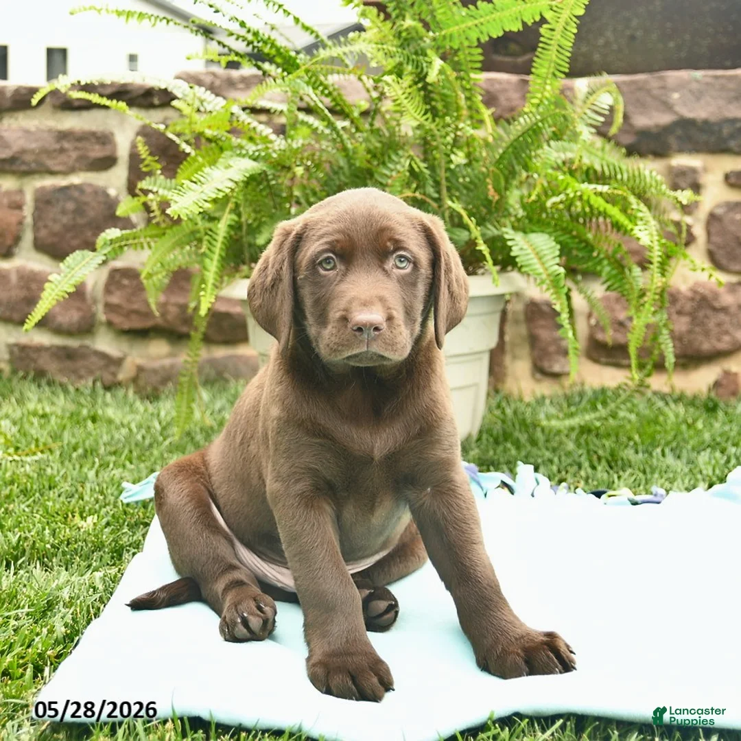 Labrador Retriever dogs for sale: Loki  - Ad 2
