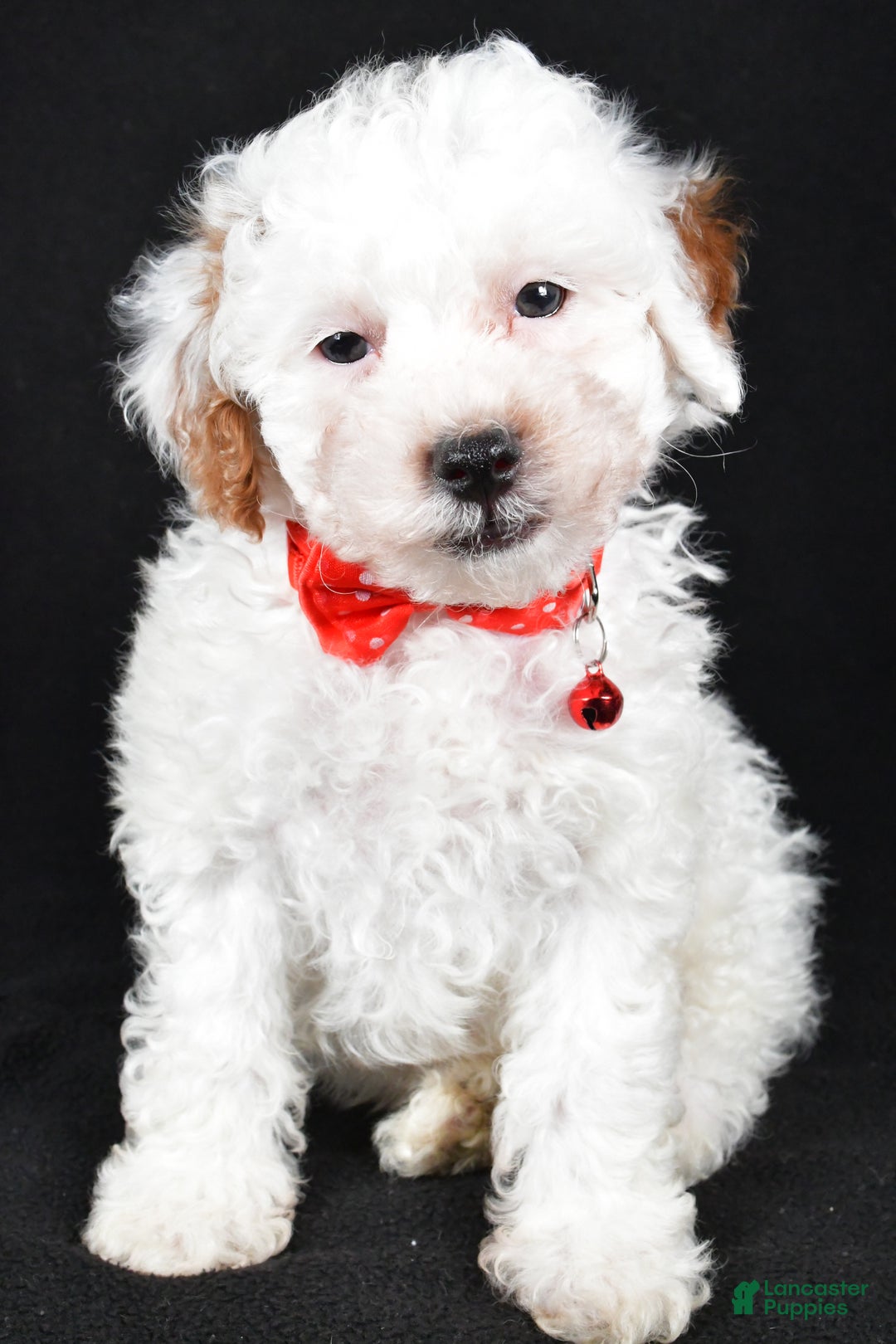 Miniature Poodle dogs for sale: Falcon - Ad 8