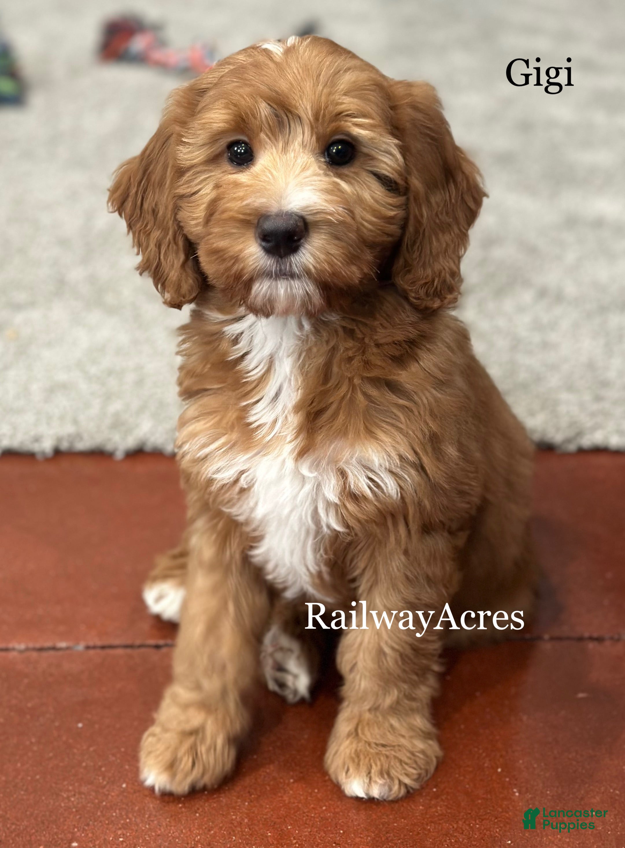 Mini Goldendoodle dogs for sale: Gigi - Ad 3