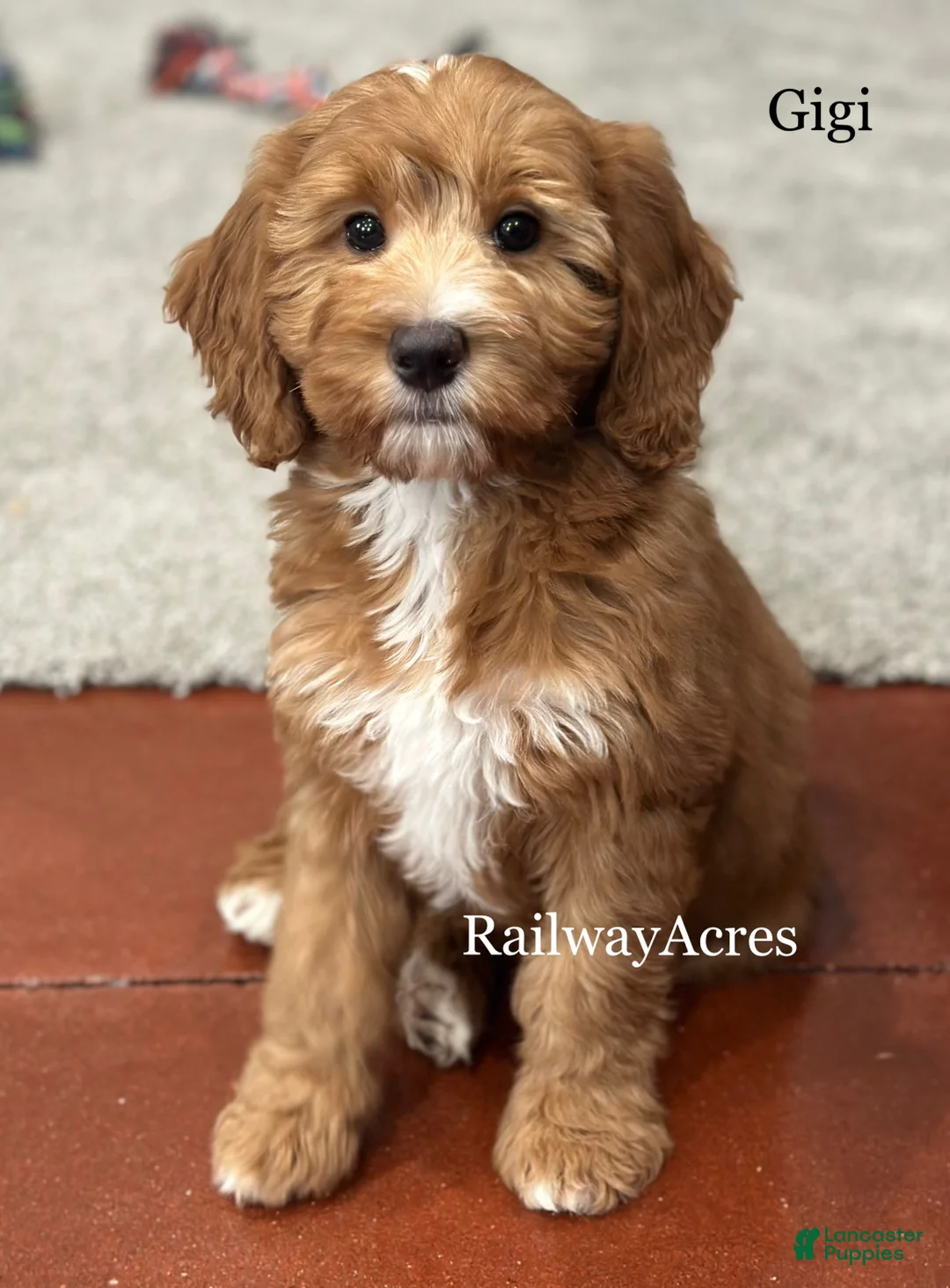 Mini Goldendoodle dogs for sale: Gigi - Ad 1