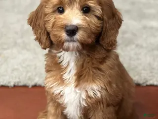 Mini Goldendoodle dogs for sale: Gigi - Ad 3