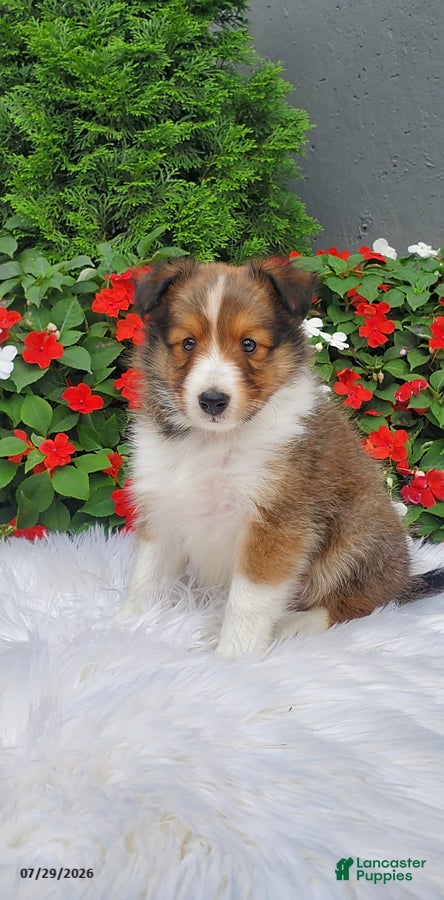 Shetland Sheepdog dogs Daisy - Ad 1