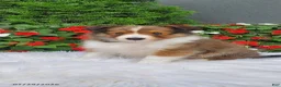 Shetland Sheepdog dogs for sale: Daisy - Ad 1