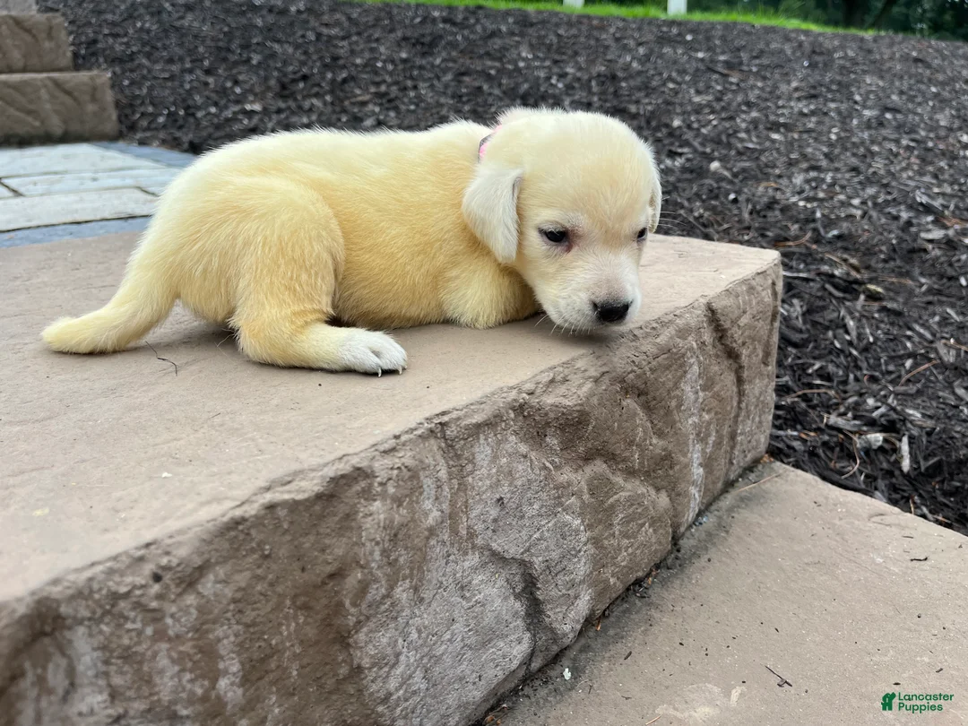 Labrador Retriever dogs for sale: Sugar - Ad 2
