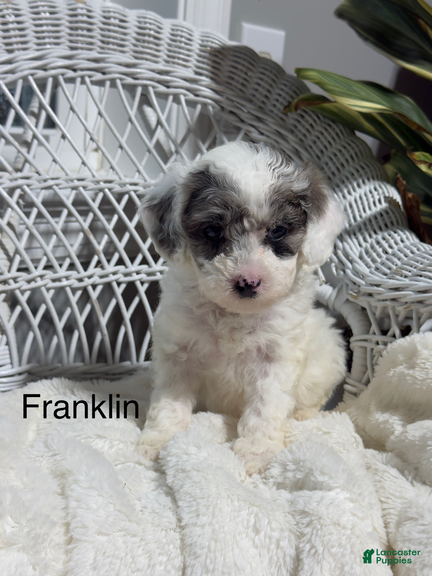 Bichpoo dogs Franklin - Ad 2