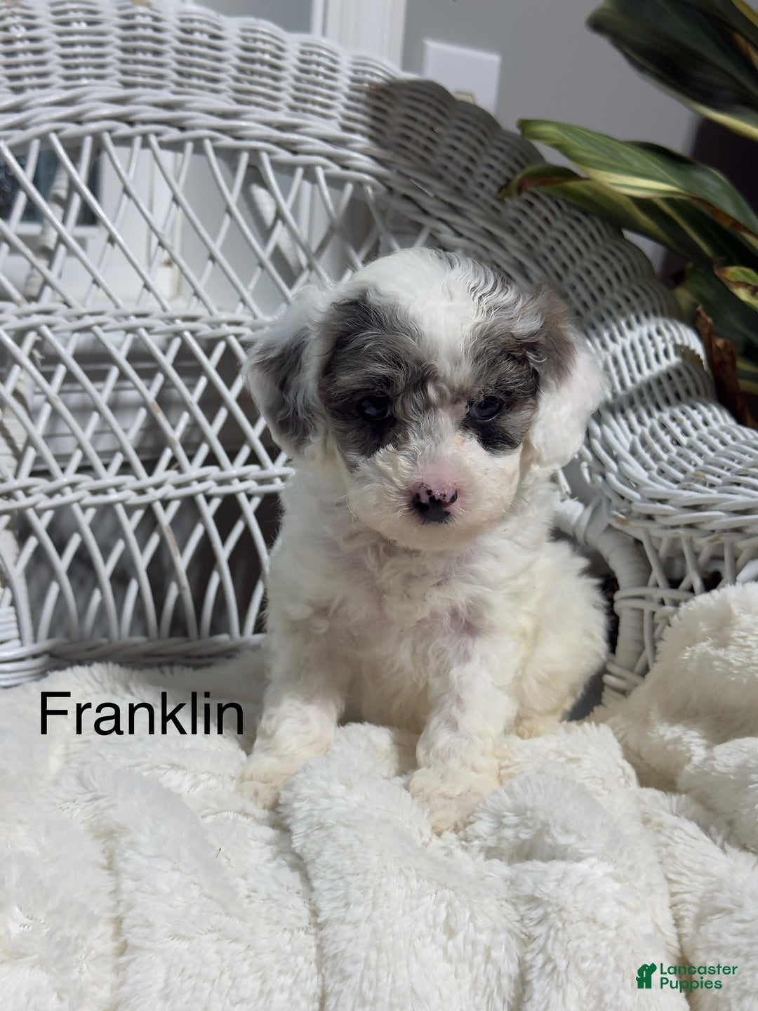 Bichpoo dogs for sale: Franklin - Ad 1