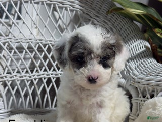 Bichpoo dogs - Ad 25