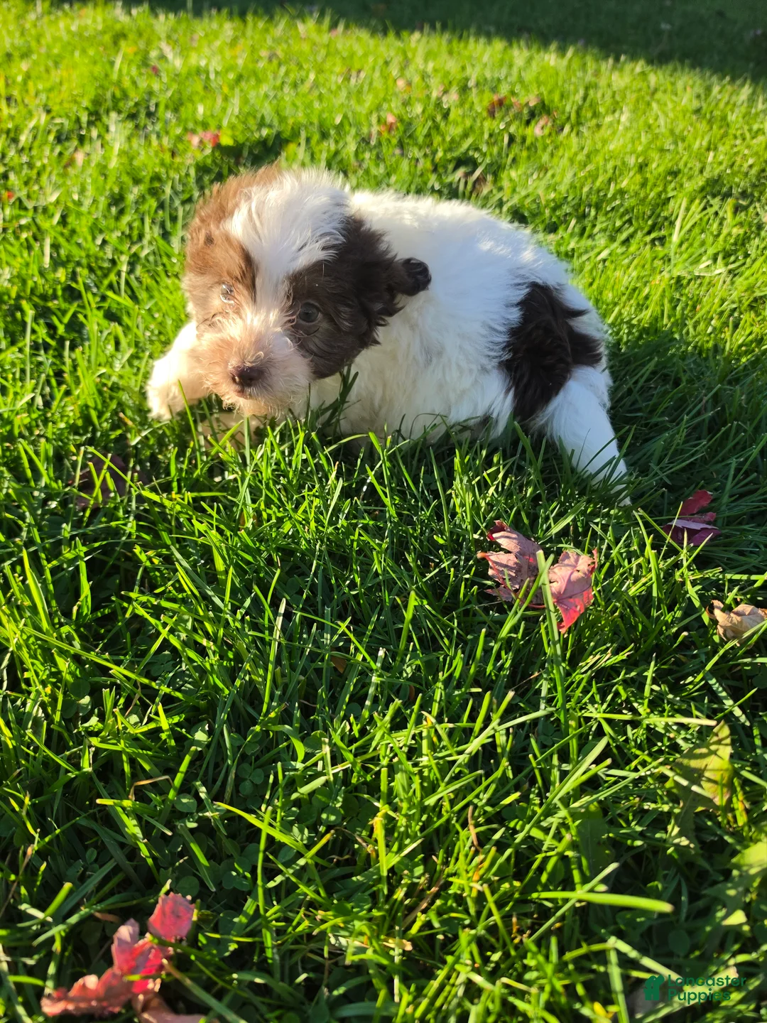 Havanese dogs for sale: Havanese 26105-02 (Male) - Ad 4