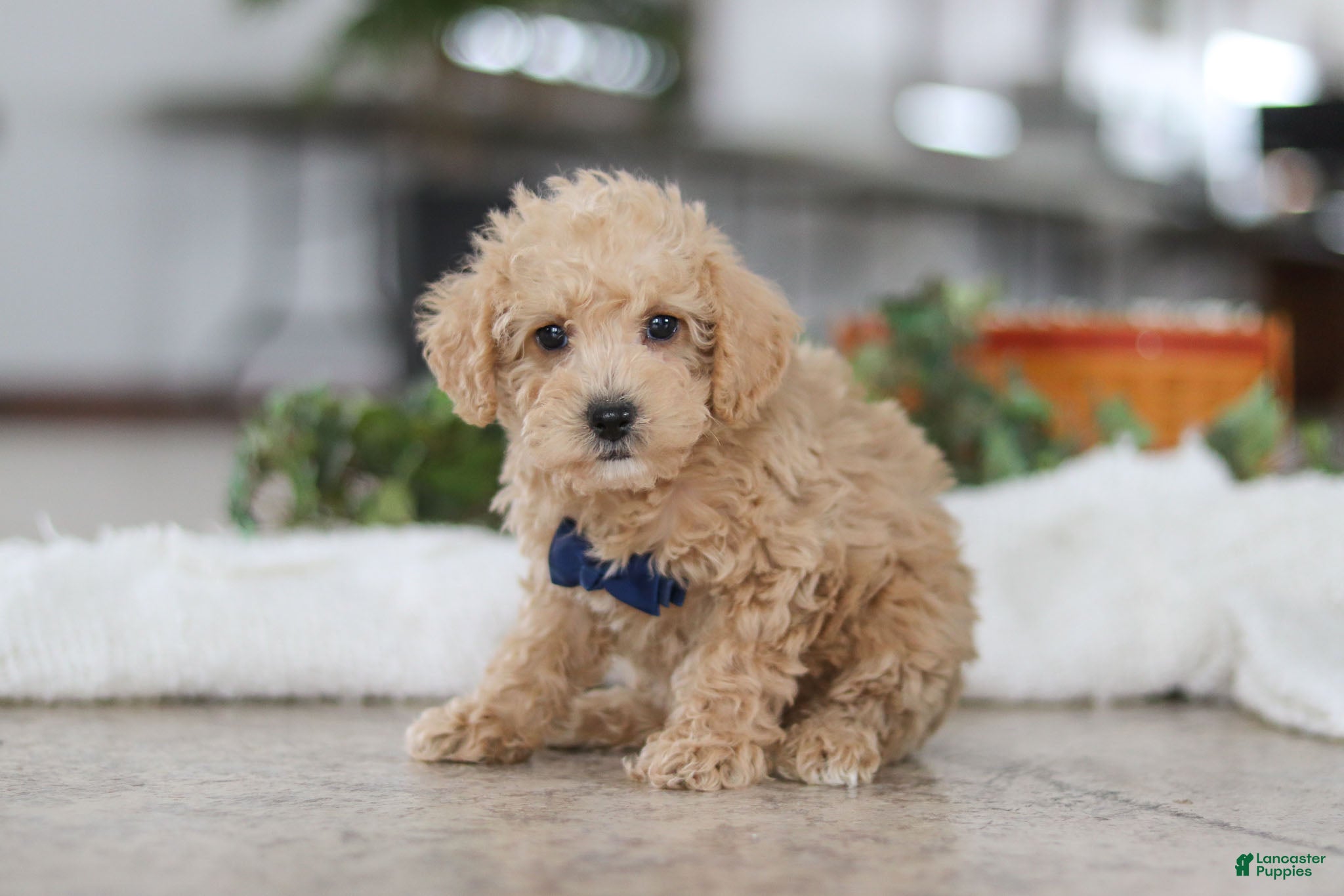 Schnoodle dogs Bruno - Ad 6