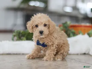 Schnoodle dogs Bruno - Ad 6