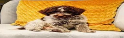 Lagotto Romagnolo dogs for sale: Red collar male - Ad 11