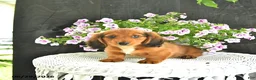 Dachshund dogs for sale: Cole - Ad 4
