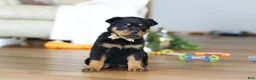 Rottweiler dogs for sale: Ace - Ad 4