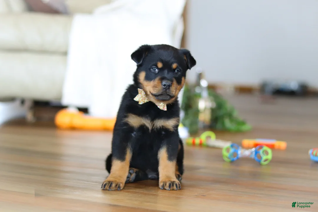 Rottweiler dogs for sale: Ace - Ad 4