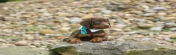 Doberman Pinscher dogs for sale:  Dexter (Red Rust)🐶 - Ad 9