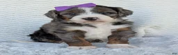 Mini Bernedoodle dogs for sale: Mini Indy - Ad 4