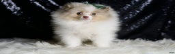 Pomeranian dogs for sale: Chai - Ad 4