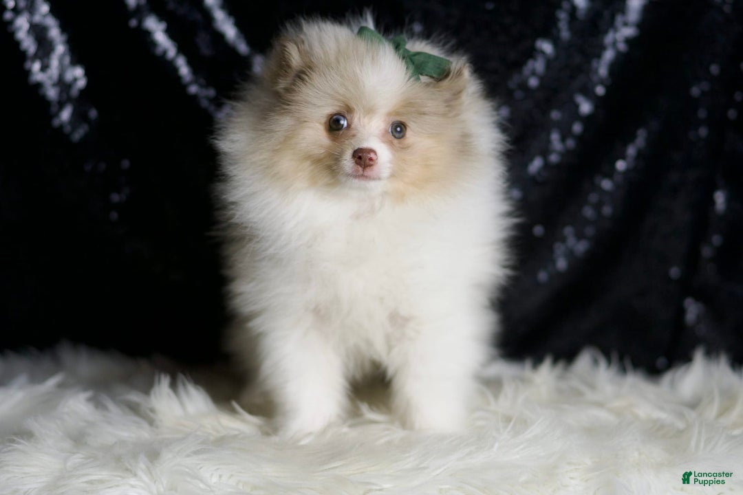 Pomeranian dogs for sale: Chai - Ad 4