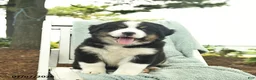 Mixed Breed dogs for sale: Rain  - Ad 3