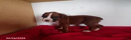Boxer dogs for sale: Chloe - Ad 3