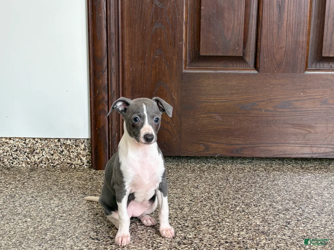 Italian Greyhound dogs for sale: Lanae - Ad 3