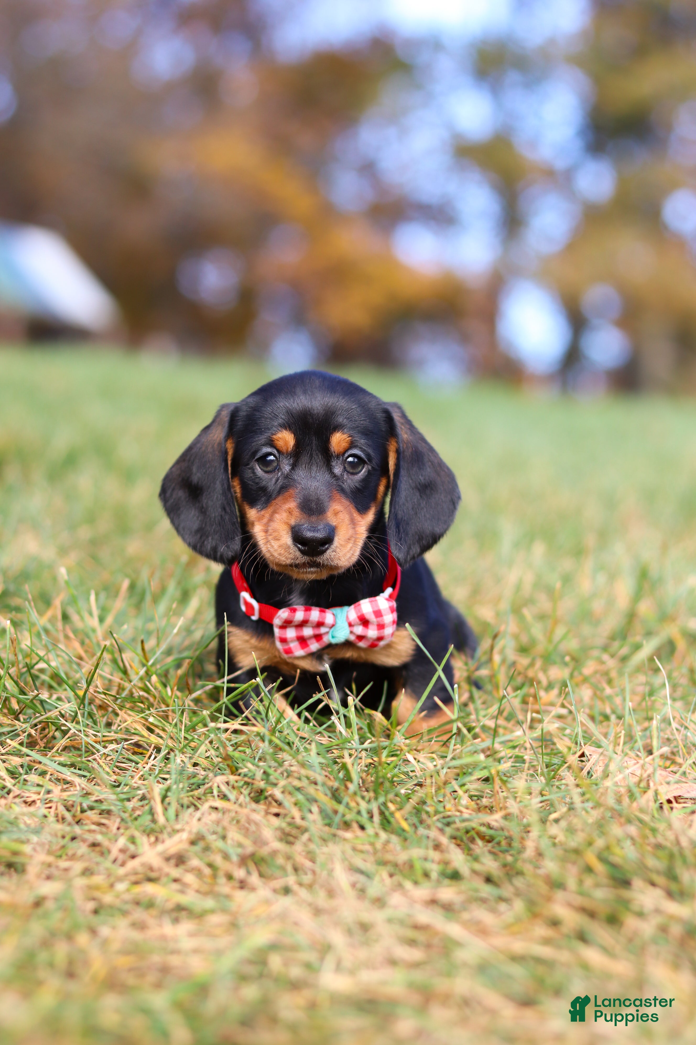 Miniature Dachshund dogs for sale: Chase - Ad 2
