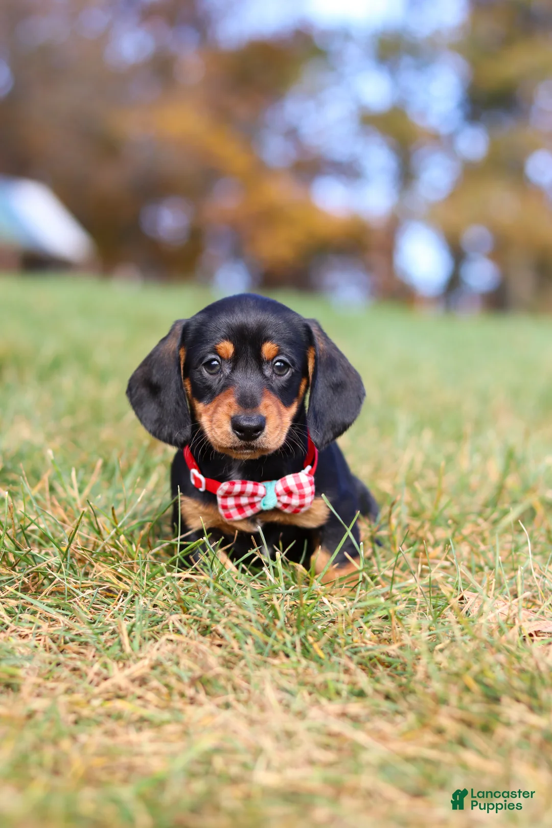 Miniature Dachshund dogs for sale: Chase - Ad 2