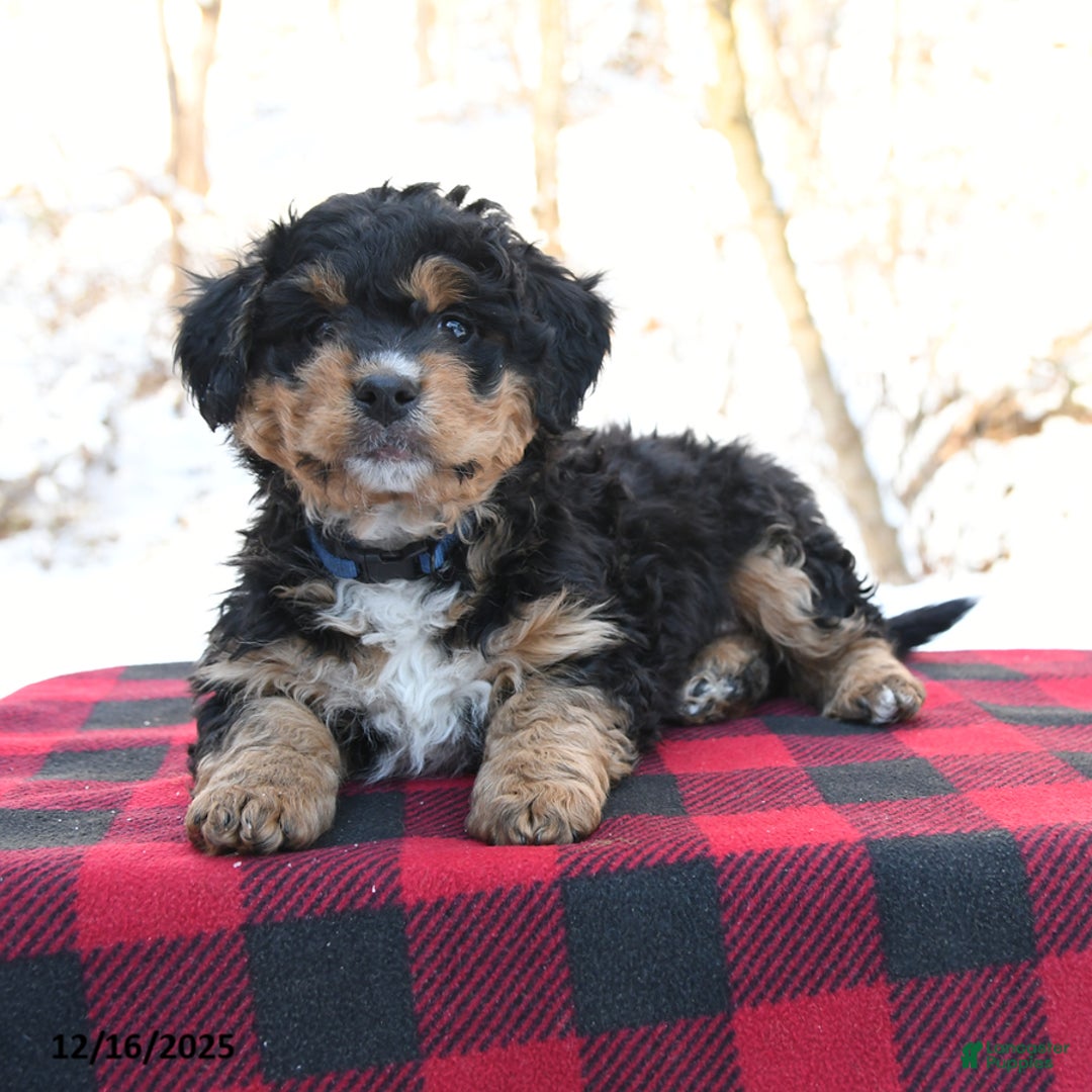 Mini Bernedoodle dogs for sale: Sparky - Ad 3