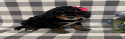 Mini Bernedoodle dogs for sale: Joy - Ad 5