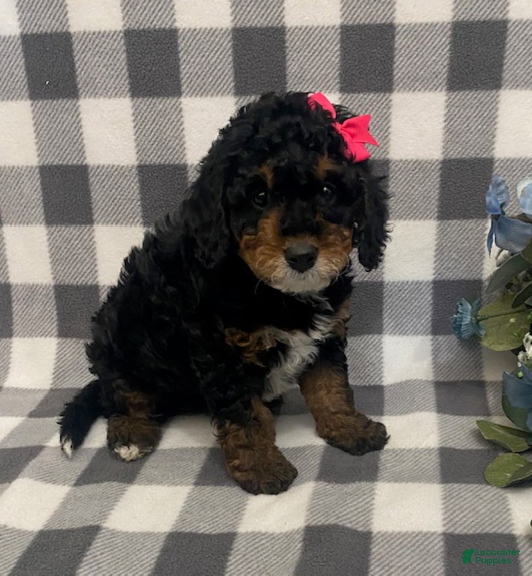 Mini Bernedoodle dogs for sale: Joy - Ad 5