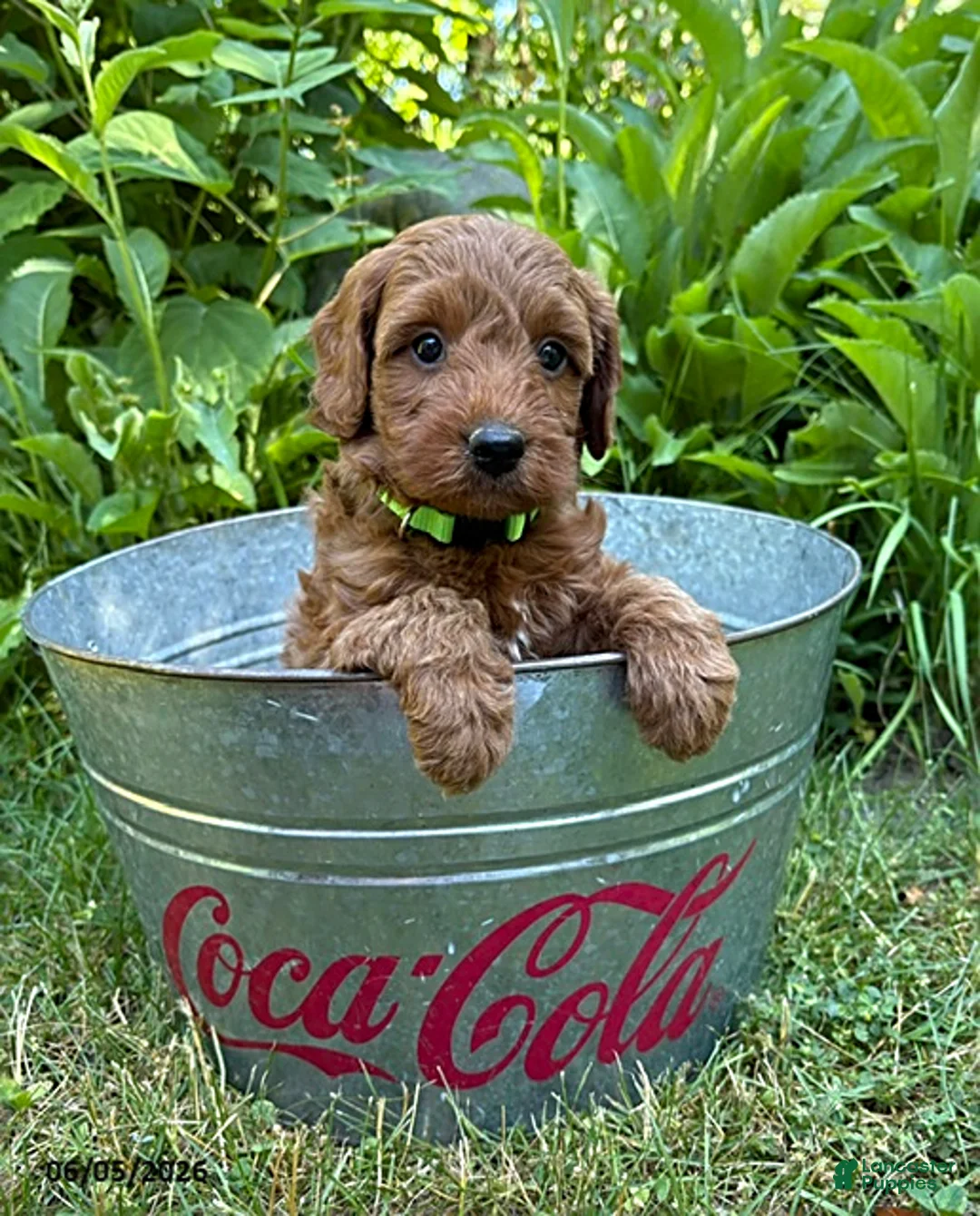 Goldendoodle dogs for sale: Ace - Ad 1