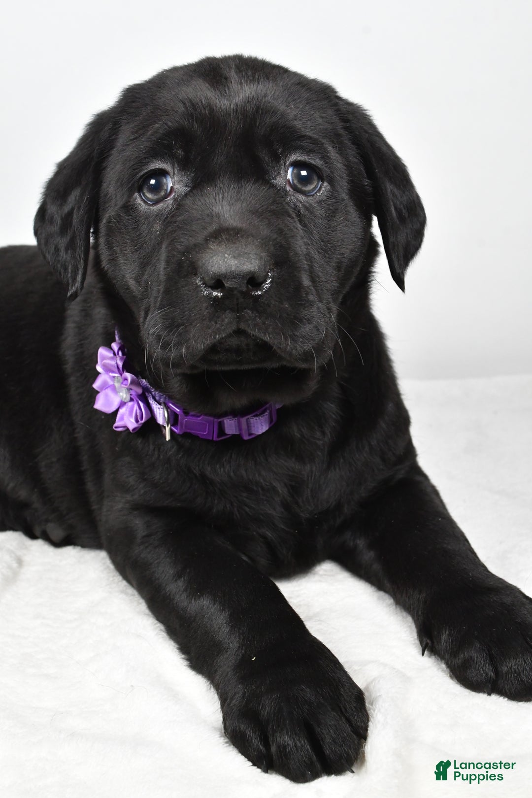 Labrador Retriever dogs for sale: Nicole - Ad 3