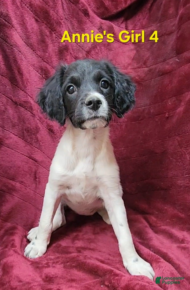 Brittany Spaniel dogs AKC/UKC French Brittany Annie's Girl 4 - Ad 1