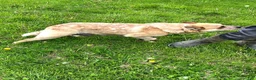 Australian Cattle Dog dogs for sale: Debbie - Ad 5