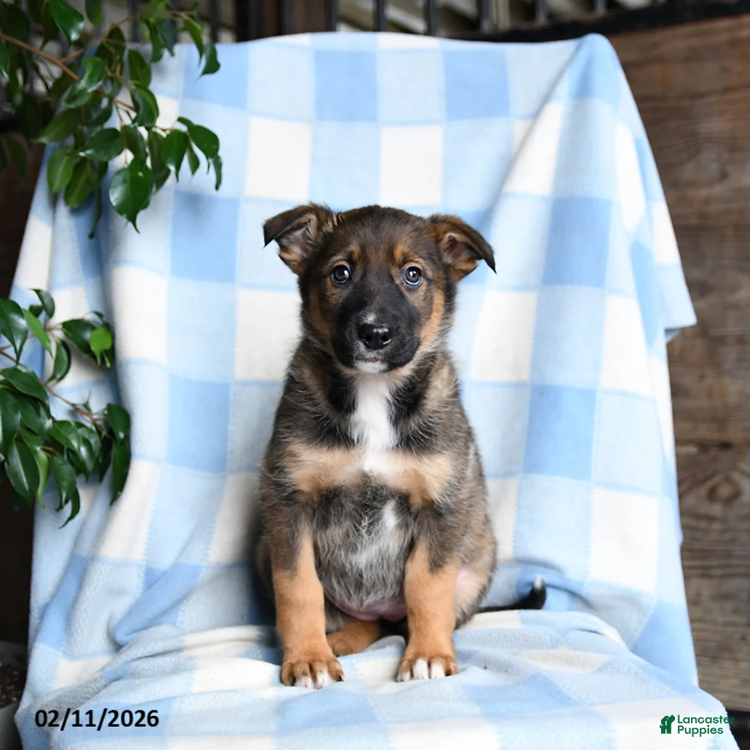 Mixed Breed dogs for sale: Basel - Ad 1