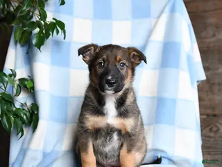 Mixed Breed dogs Basel - Ad 38