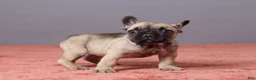 French Bulldog dogs for sale: Sophie - Ad 4