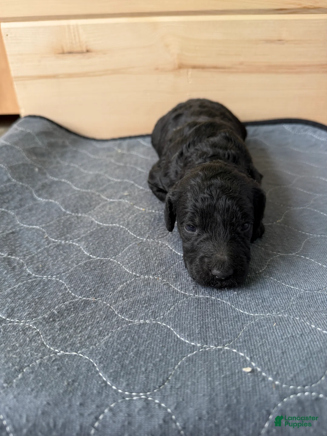 Bernedoodle dogs for sale: Sasha  - Ad 2
