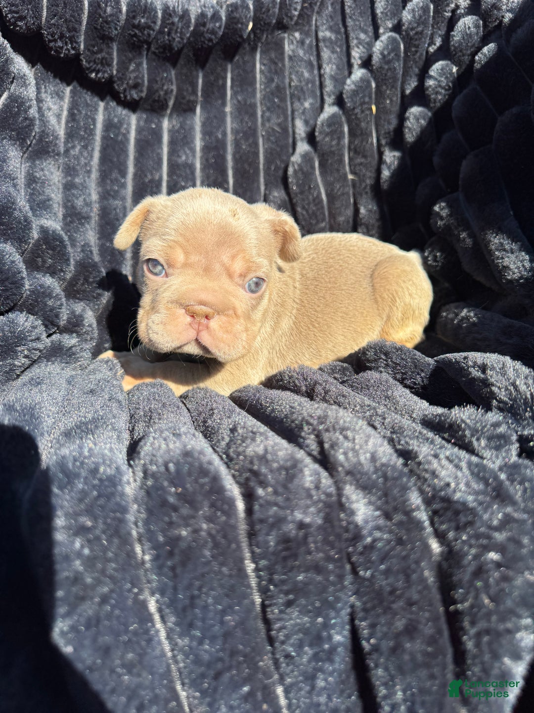 French Bulldog dogs for sale: French Bulldog Puppy 2 - Ad 6