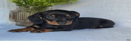 Miniature Dachshund dogs for sale: Blaze - Ad 3