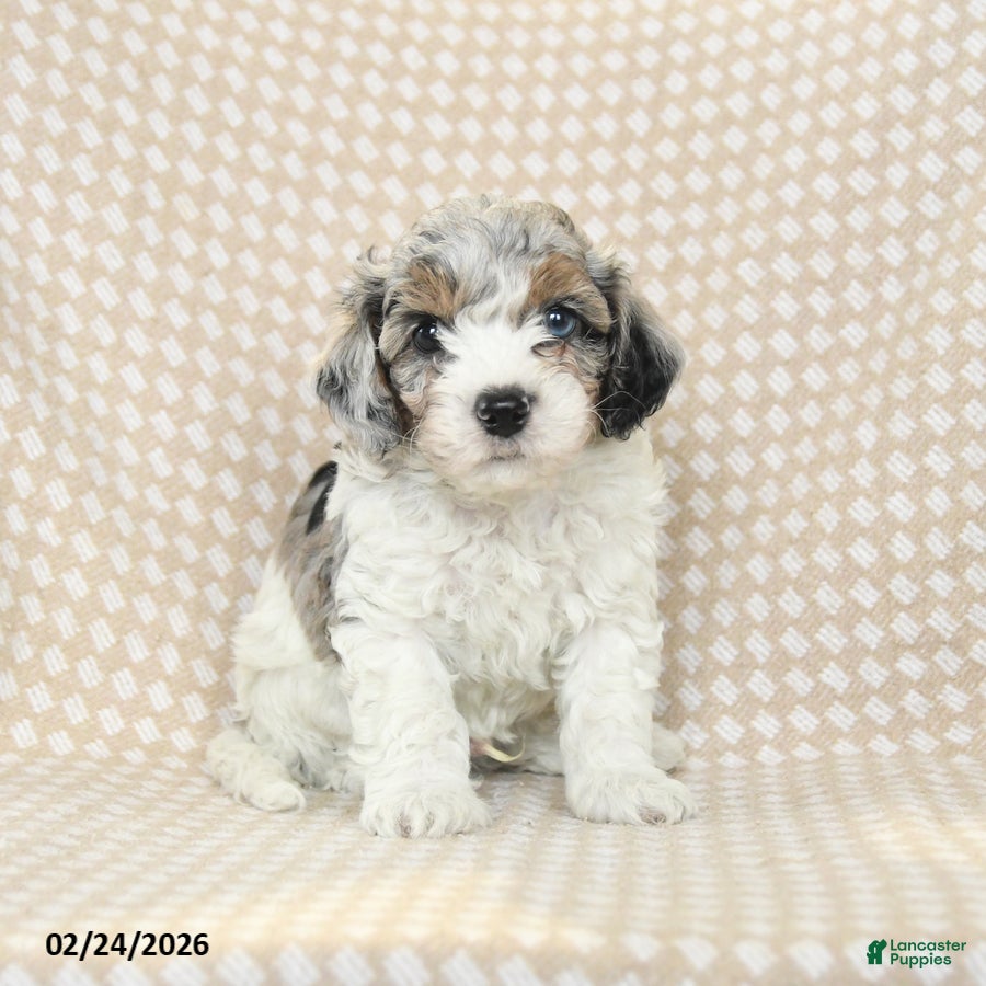 Bichpoo dogs Dexter - Ad 1