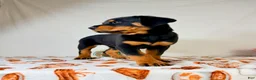 Rottweiler dogs for sale: AKC Duchess - Ad 3
