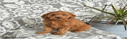 Mini Goldendoodle dogs for sale: Rolo - Ad 1