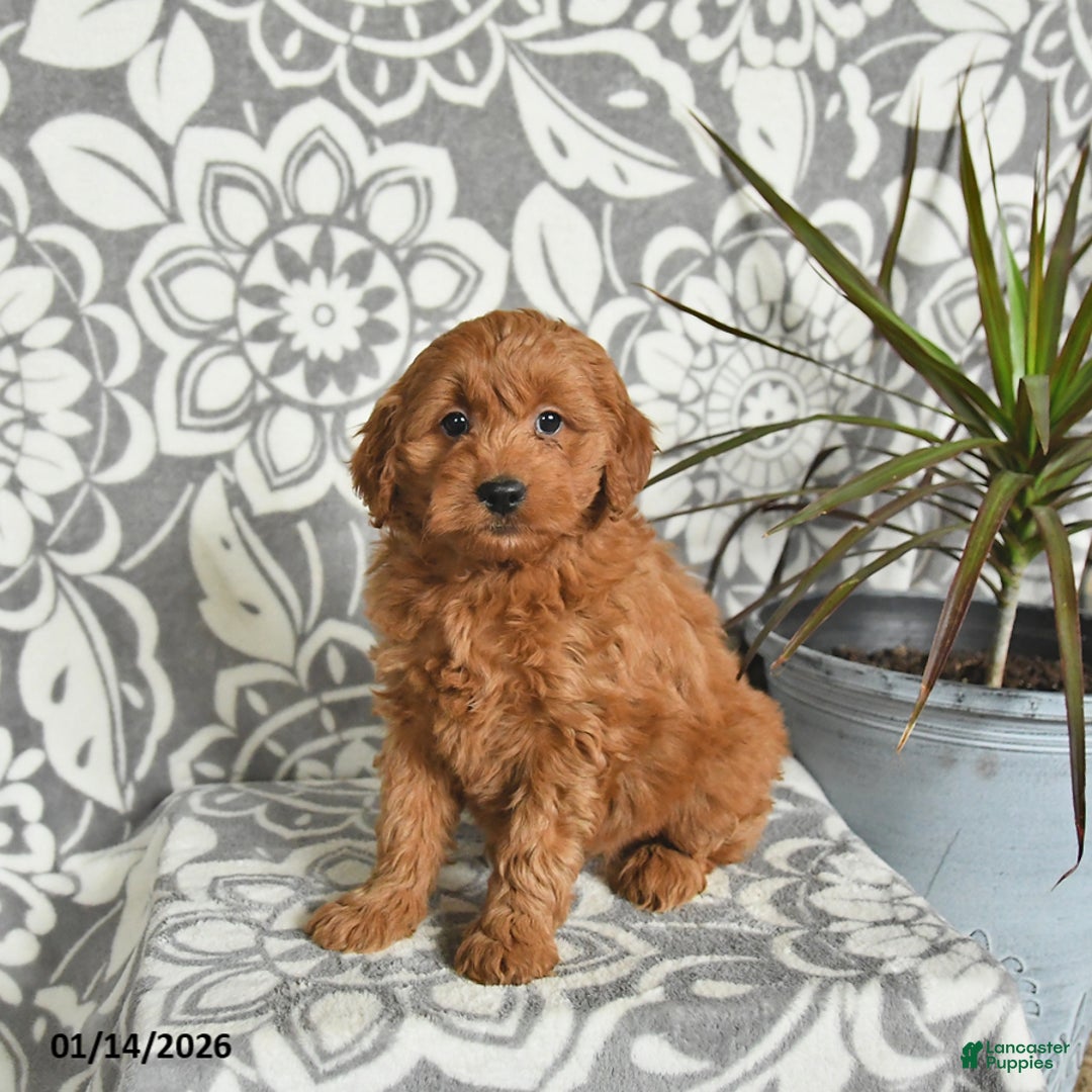 Mini Goldendoodle dogs for sale: Rolo - Ad 1