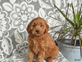 Mini Goldendoodle dogs Rolo - Ad 42