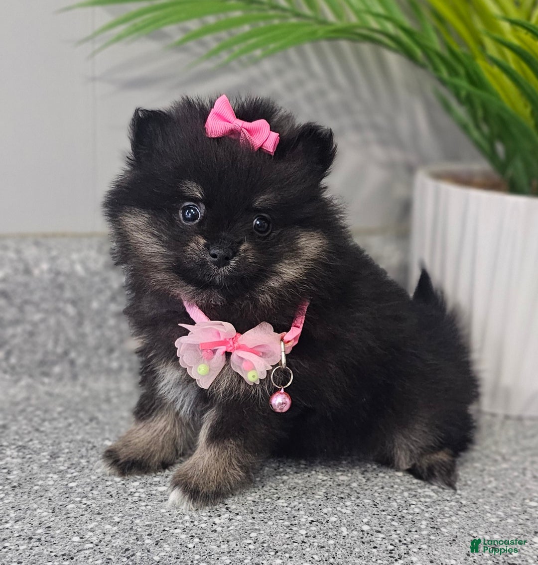 Pomeranian dogs for sale: Jazzy  - Ad 9