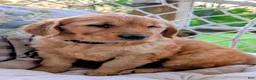 Golden Retriever dogs for sale: Daisy - Ad 1