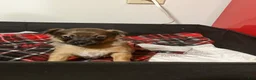 Yorkshire Terrier dogs for sale: Yorkshire Terrier 2 - Ad 1